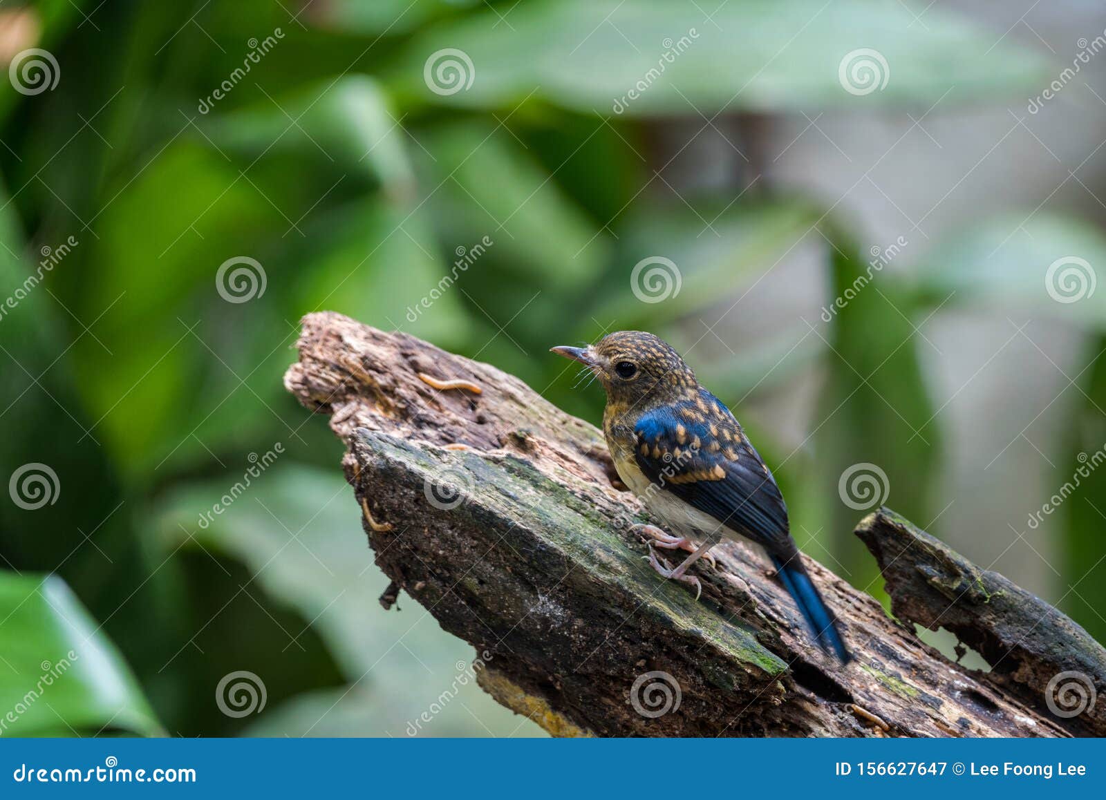 tickell`s blue-flycatcher cyornis tickelliae juvenile,perching