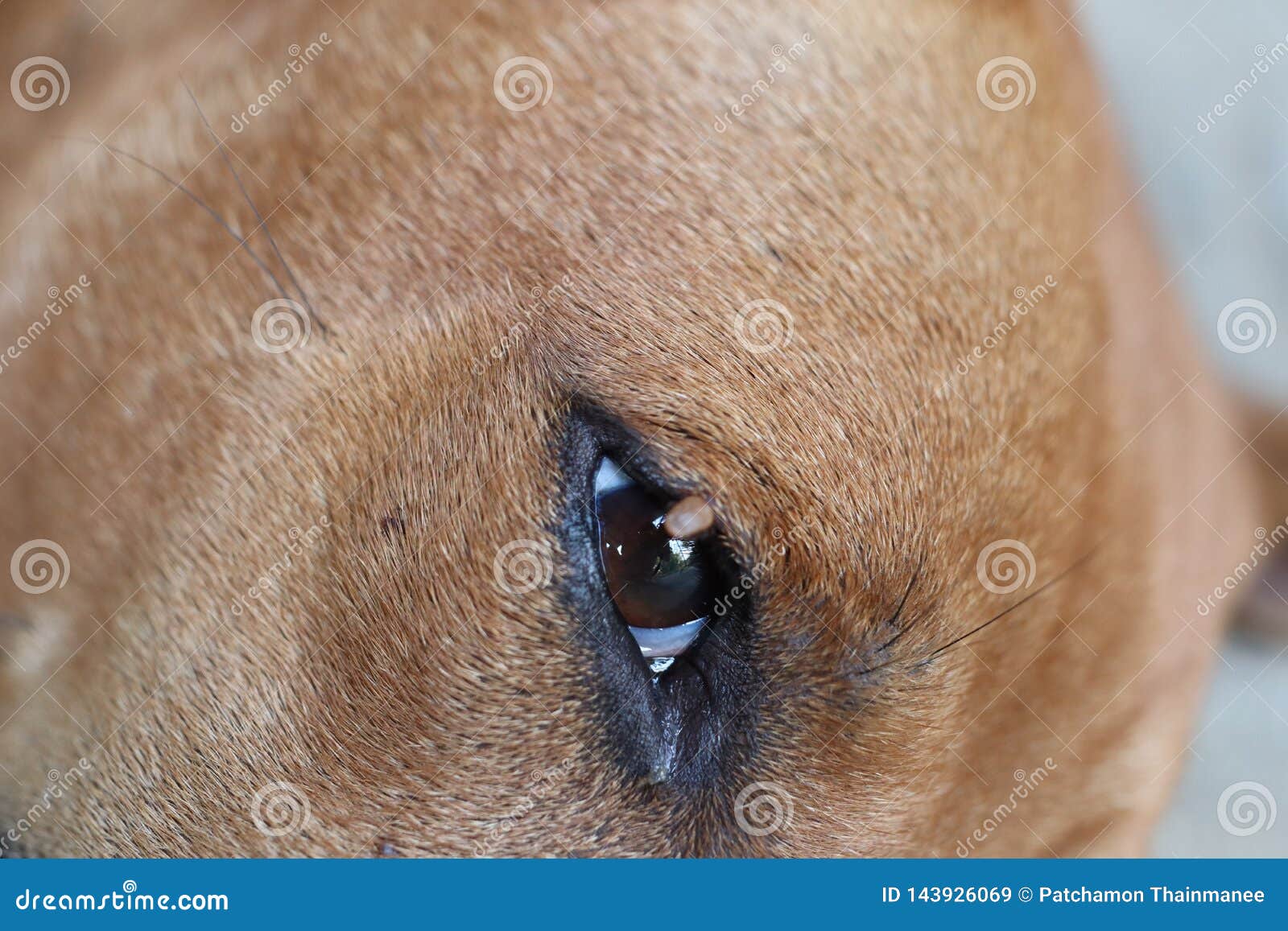 Ticks On Dogs Eyelids