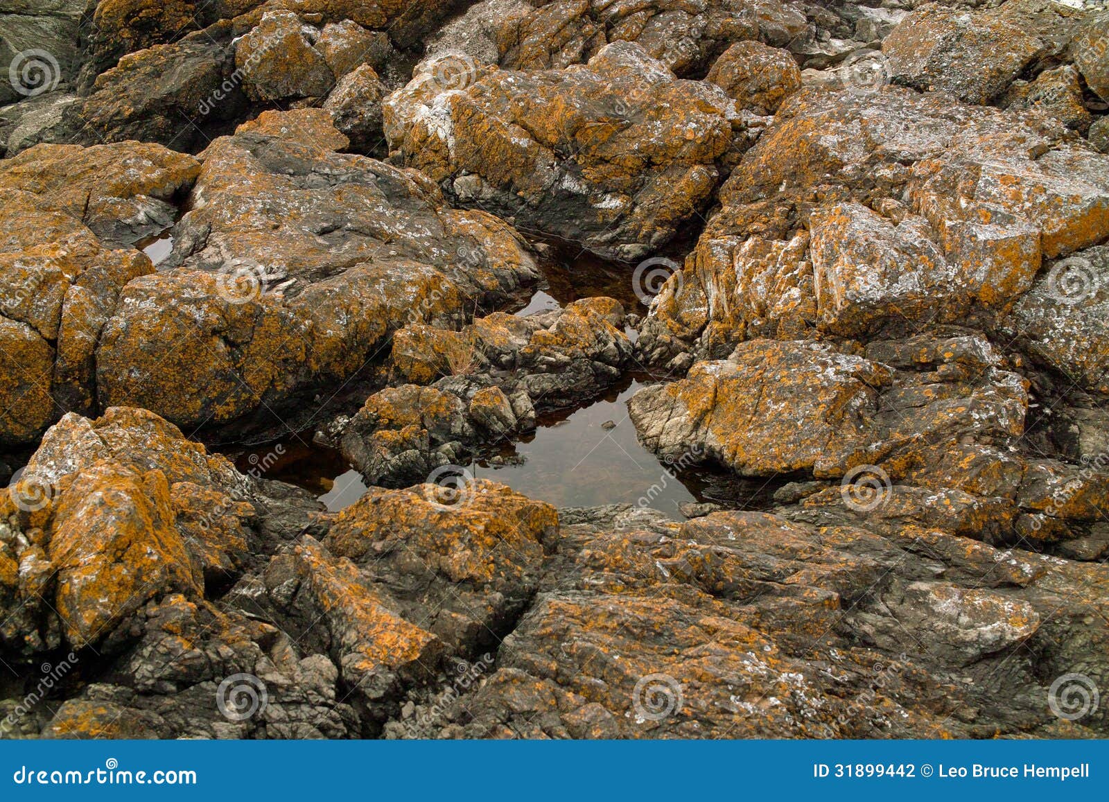 puget sound tidal pools puget sound tidal pools
