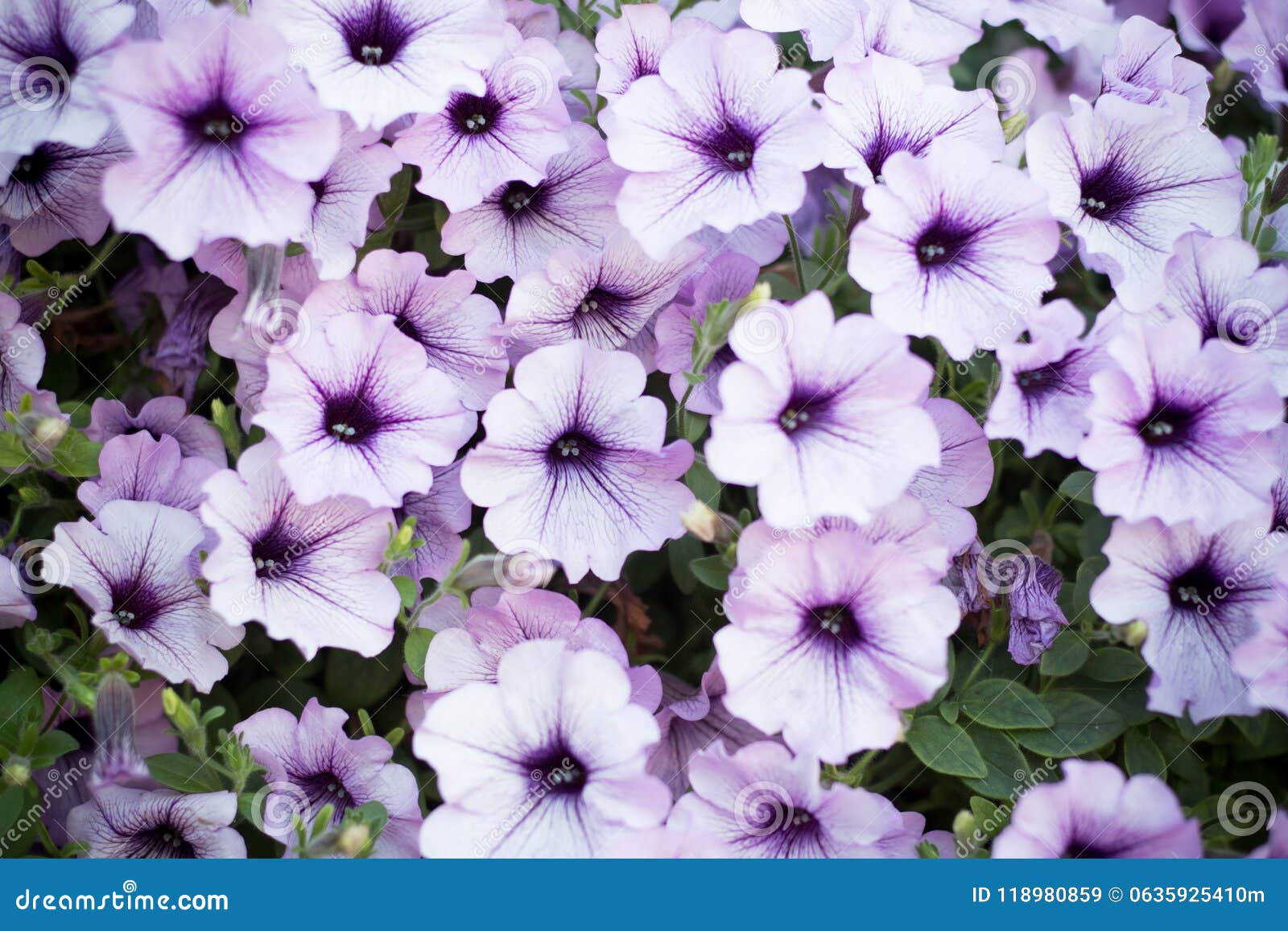 Tidal waves petunia stock image. Image of bloom, fresh 118980859