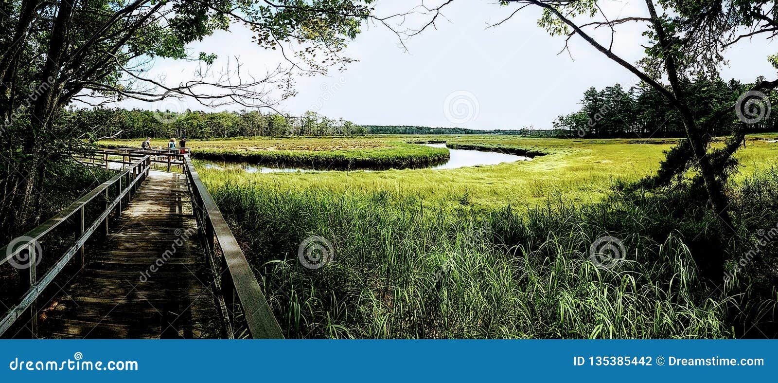 tidal wetland in maine