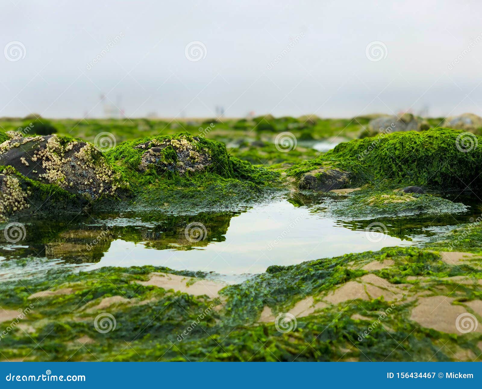 nori in tidal pools nori in tidal pools