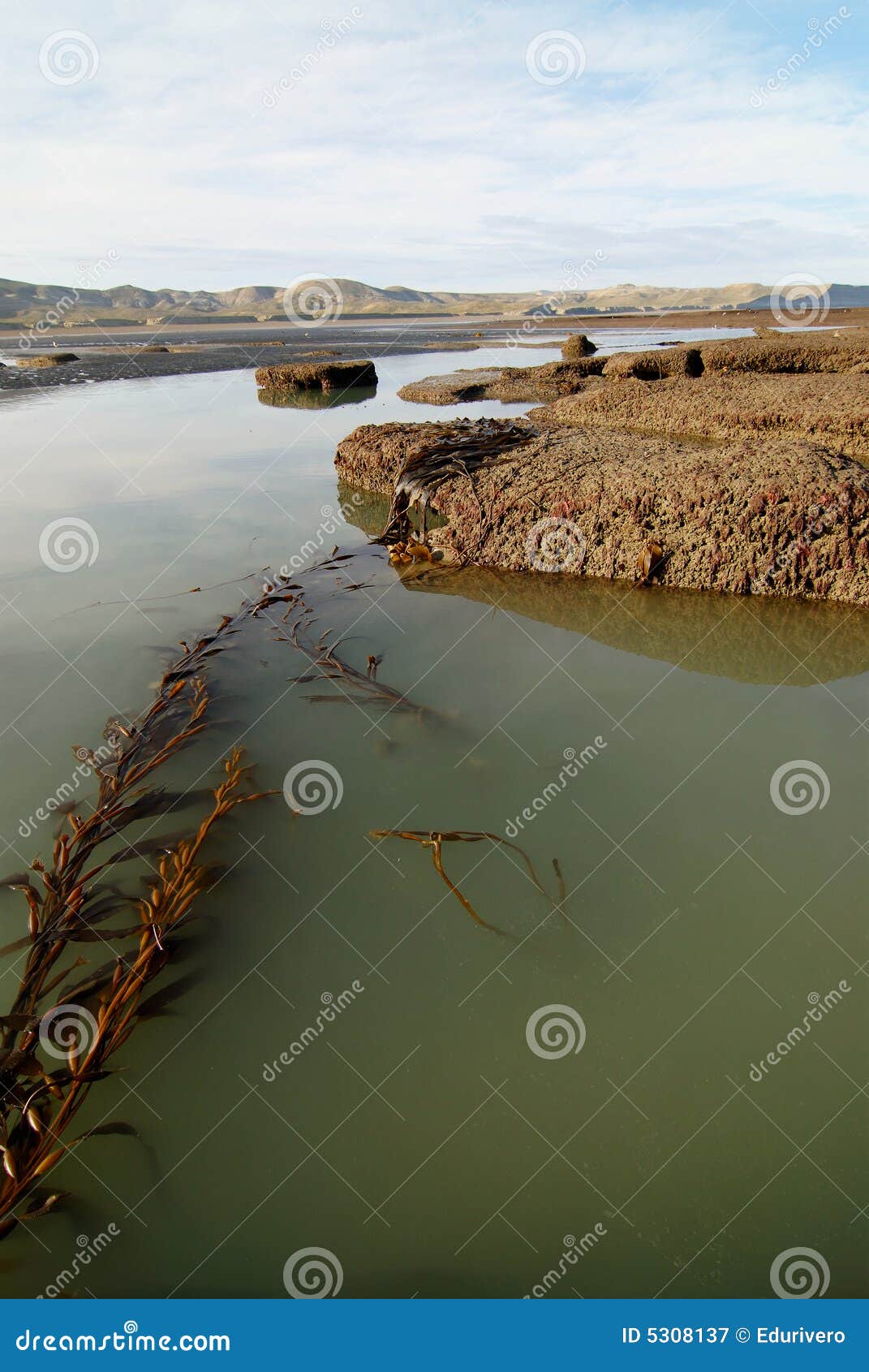 tide pools in patagonia