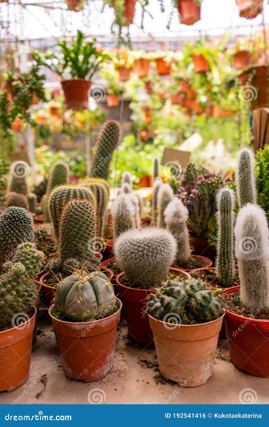 Tiendas De Plantas De Hogar Cactus De Diferentes Formas En Macetas Foto de  archivo - Imagen de podadizo, cactos: 192541416