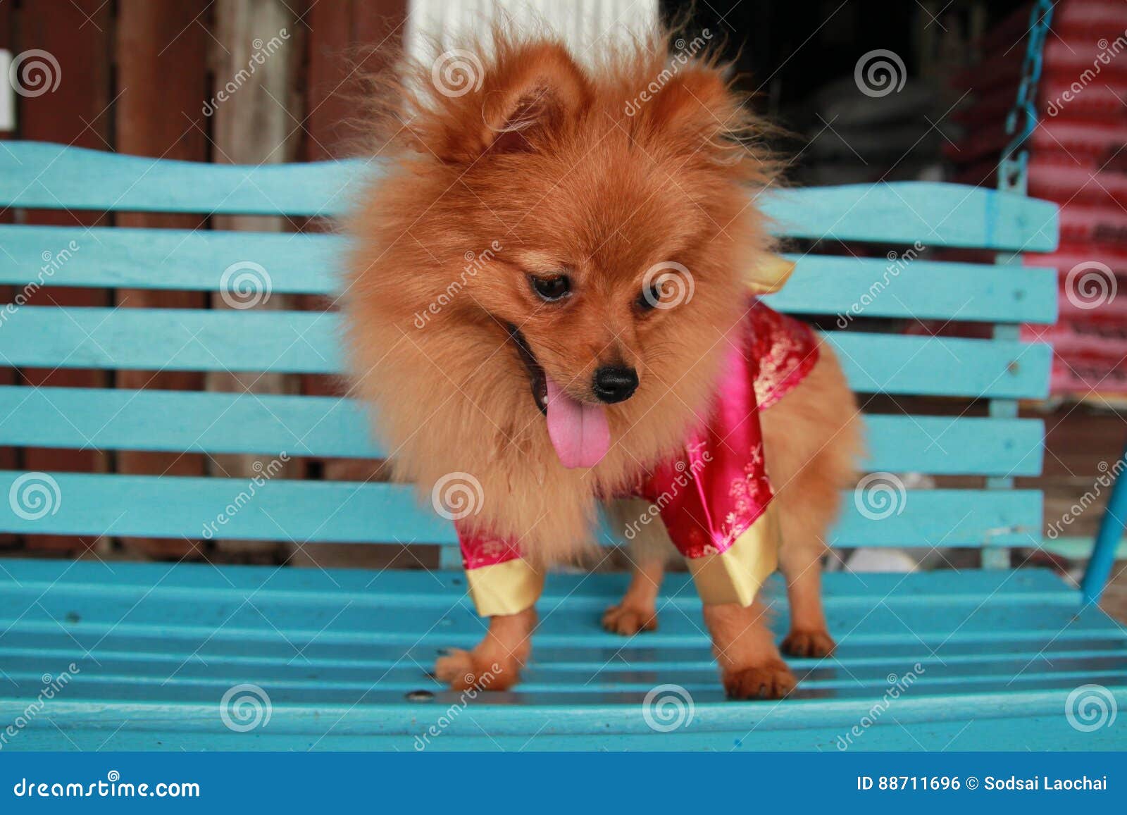 Tier Ist Das Hunde Lokalisierte Lustige Inlandische Portrat Des Netten Welpen Des Studios Schone Weihnachts Stockfoto Bild Von Lokalisierte Studios