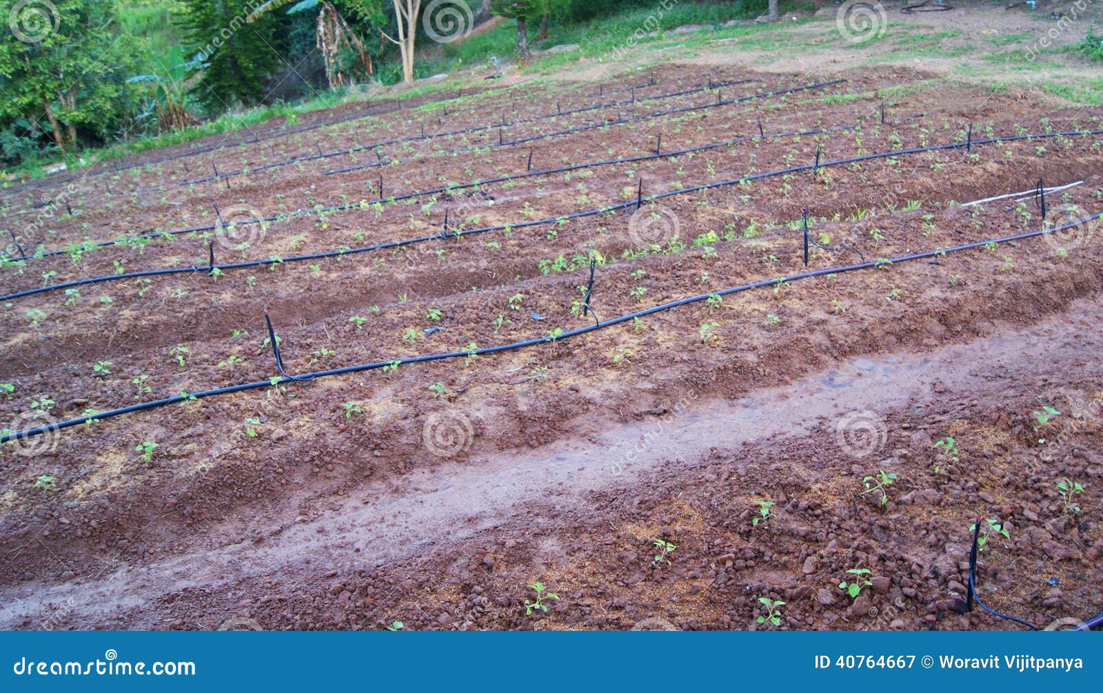 Tierras de labrantío. Campo del pequeño maíz plantado en filas como parte de un paisaje holandés