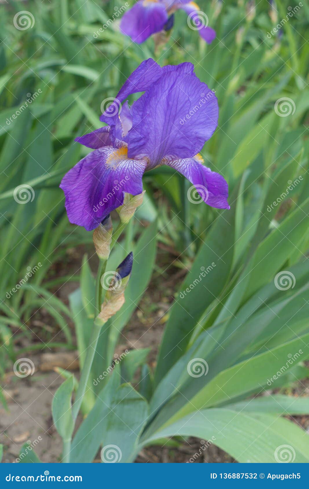Tige Droite D'iris Barbu Avec La Fleur Violette Photo stock - Image du  épanouissement, lumineux: 136887532