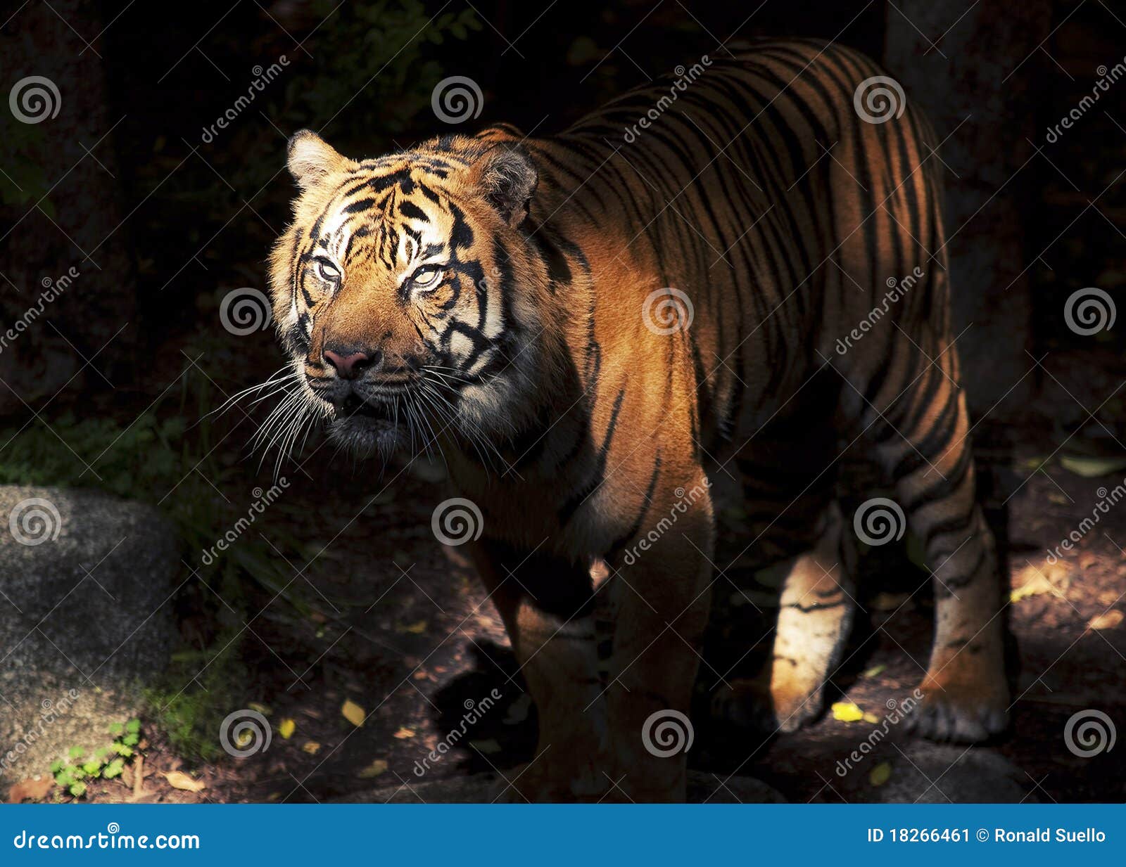 tiger