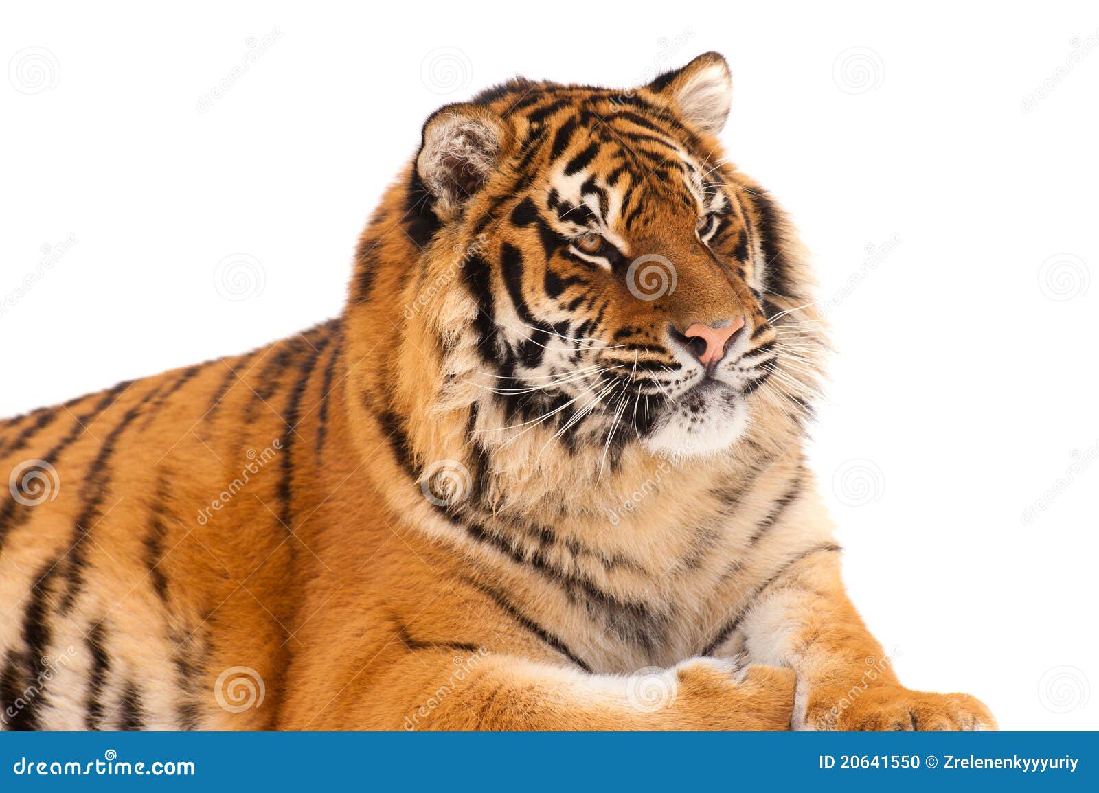 tiger kiger