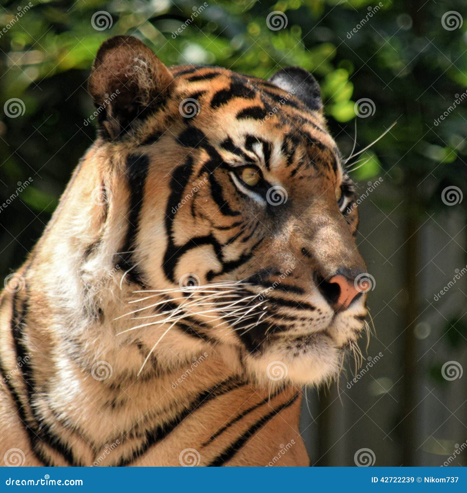 Tiger djur, natur