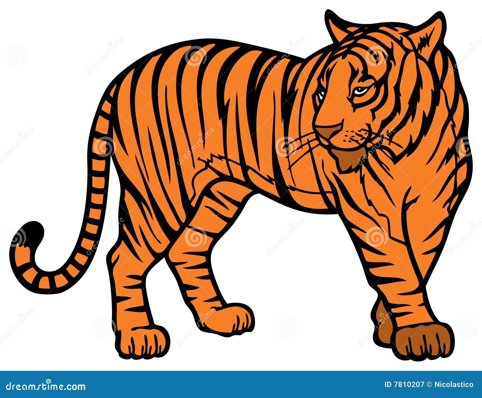 Tiger stock vector. Illustration of predator, asia, bengal - 7810207