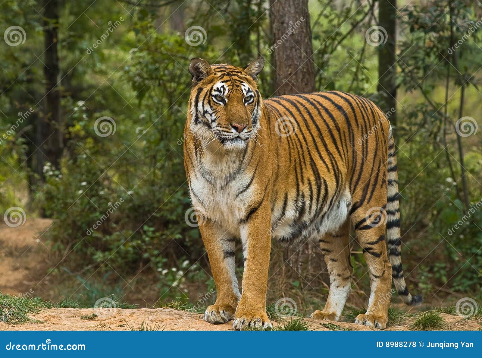Tiger stock photo. Image of yunnan, kunming, prey, china 8988278