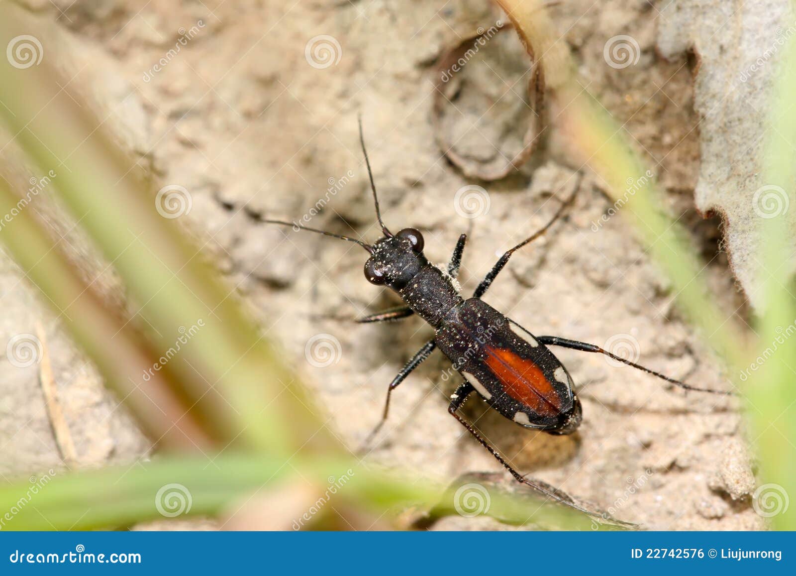 Tiger beetles stock photo. Image of worms, range, species 22742576