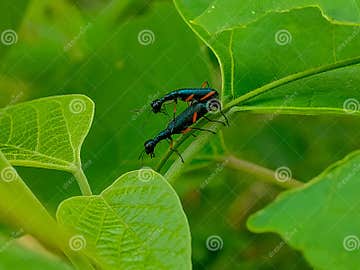 Tiger Beetles Mating in a Tree Stock Photo - Image of arthropod, mating