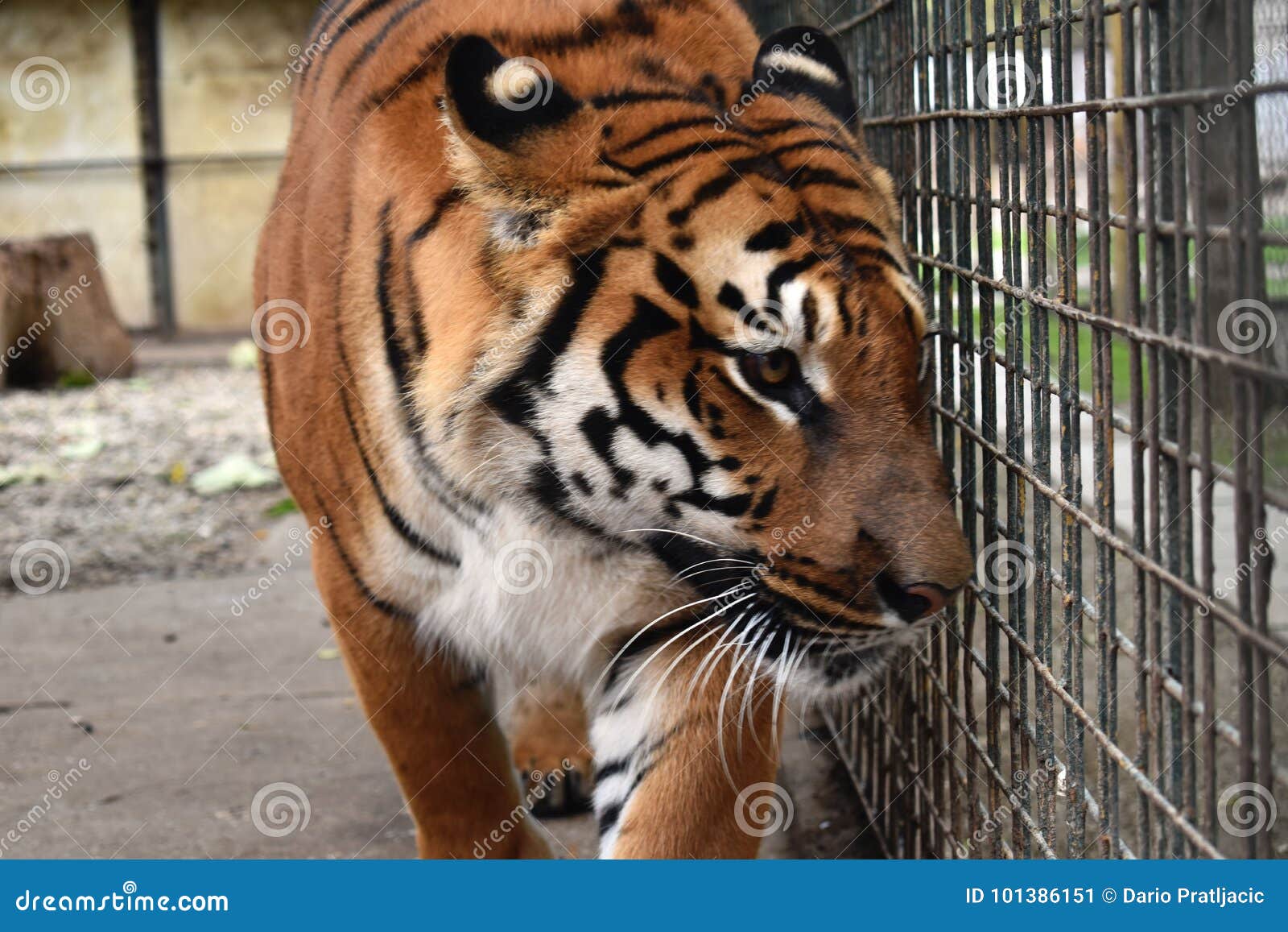 Tiger stock image. Image of tiger, looking, distance 101386151