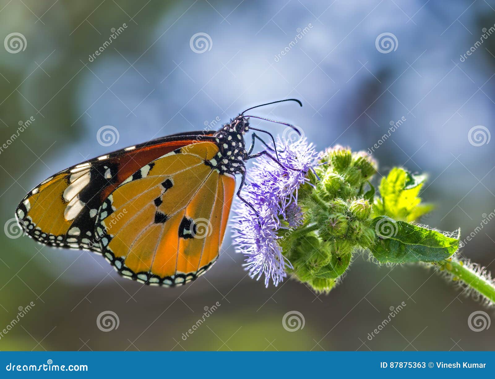 TIger Butterfly commun. Nector de succion de papillon commun de tigre de la fleur sauvage