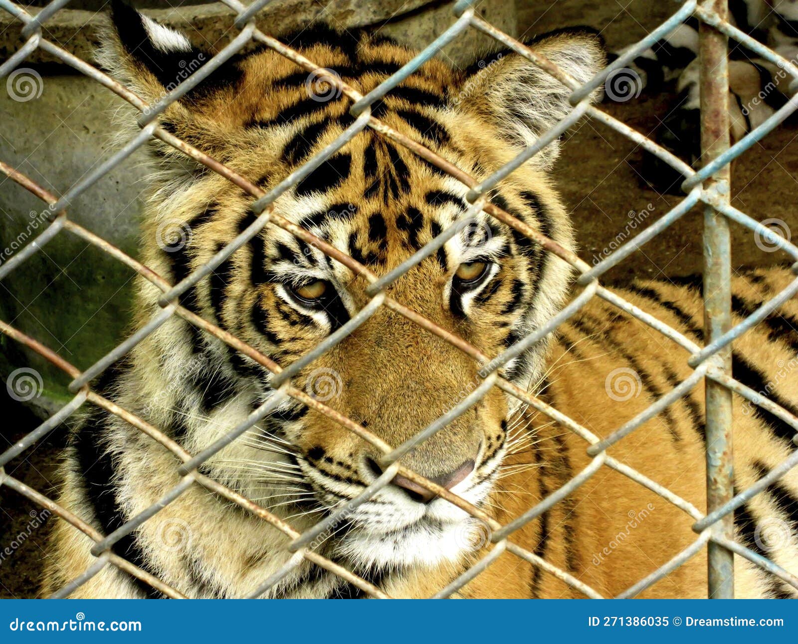 Tiger in cage stock image. Image of animal, whiskers 271386035