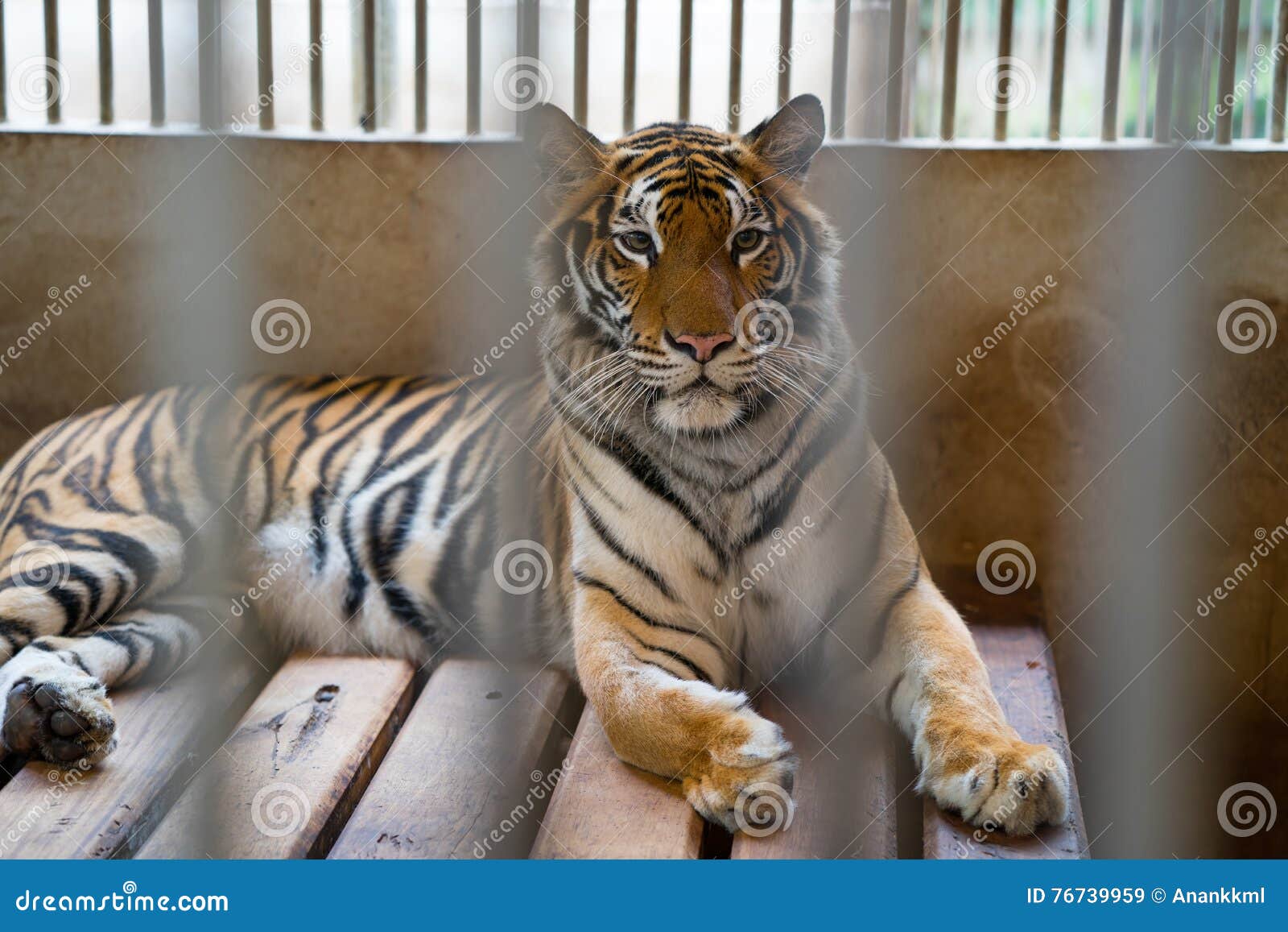 Tiger in cage stock image. Image of protection, captive 76739959
