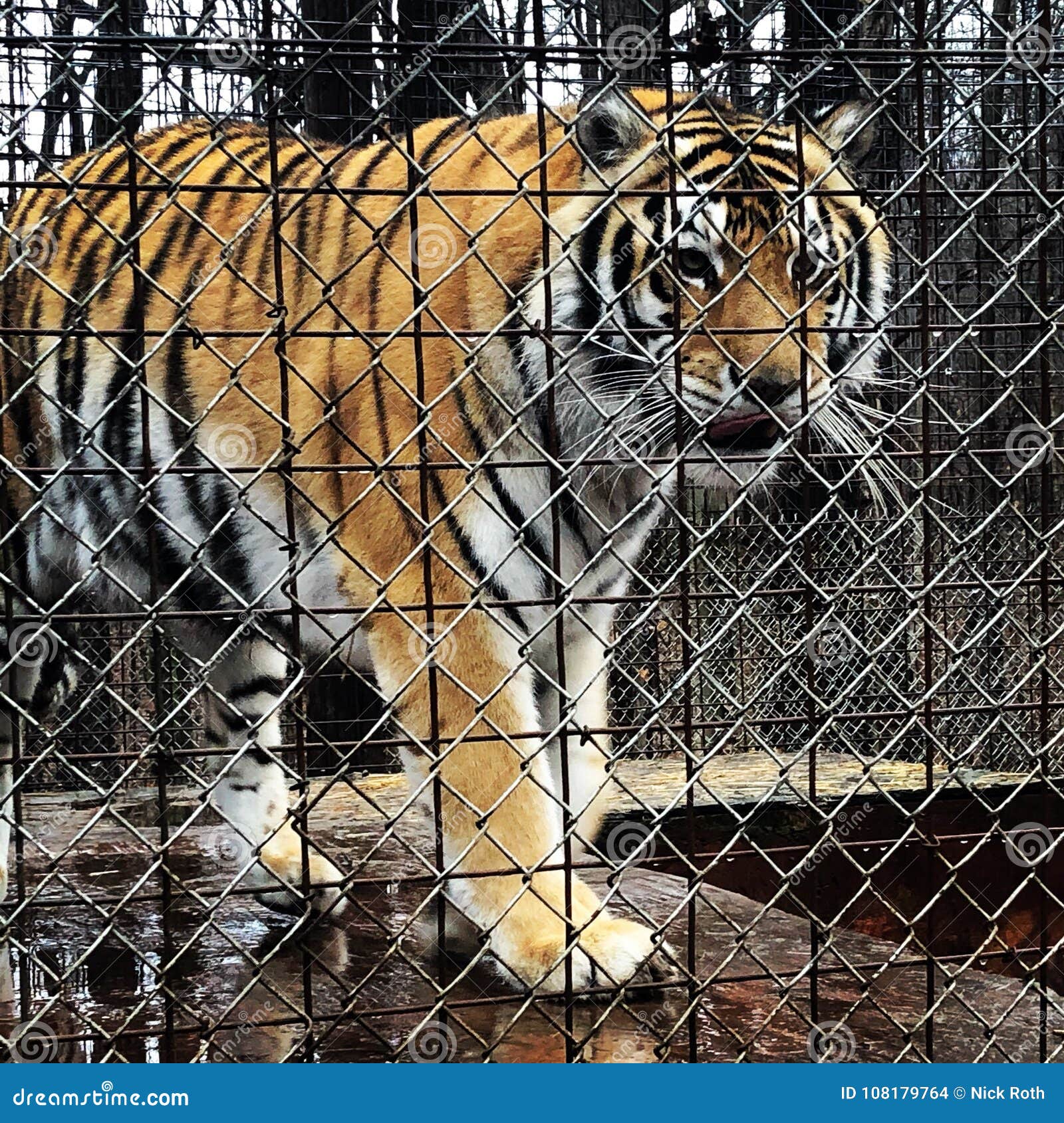 Caged Tiger stock photo. Image of fence, feline, cage 108179764