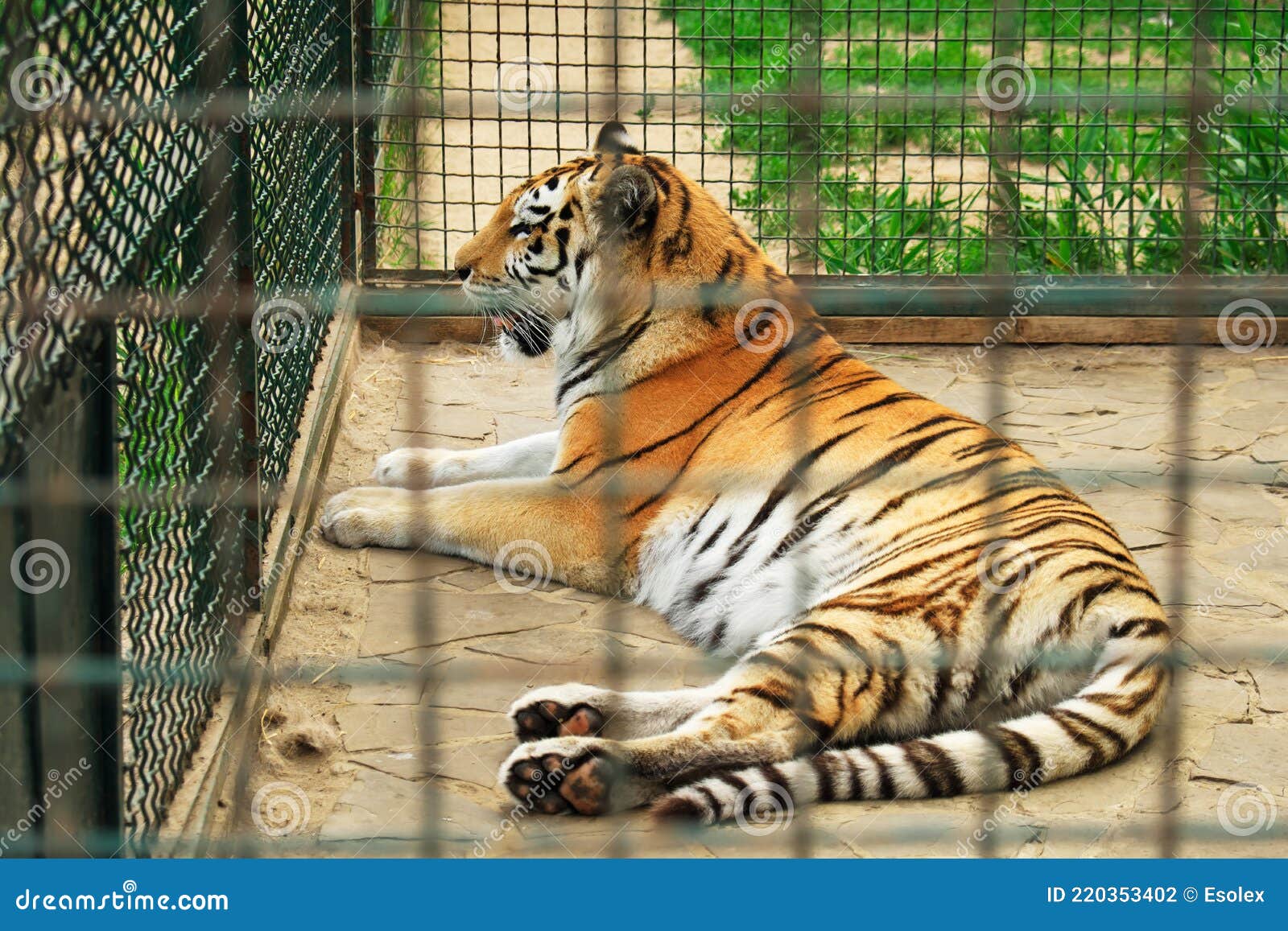 Tiger in a cage of zoo stock photo. Image of orange 220353402