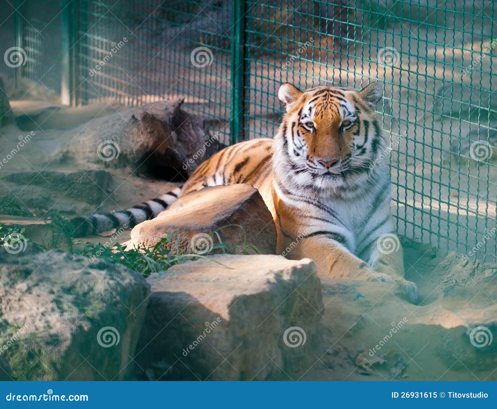 Tiger in a cage at the zoo stock image. Image of beauty 26931615