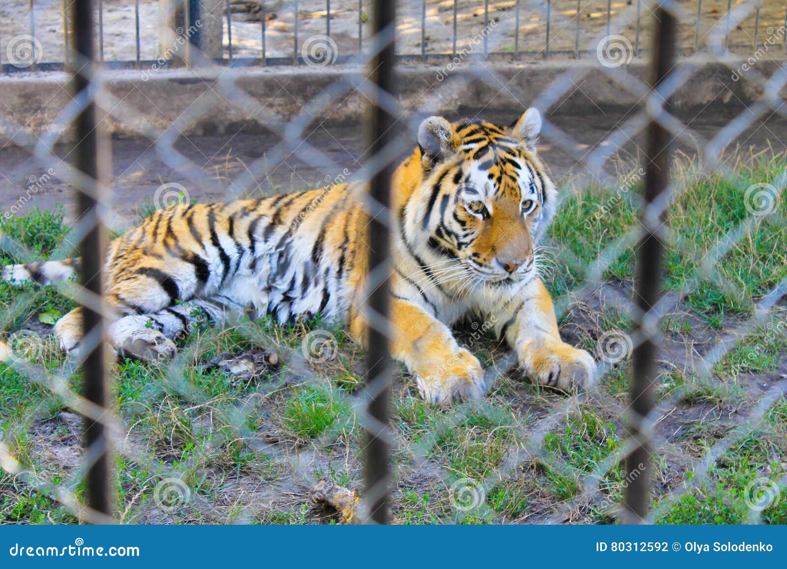 Tiger in a cage stock photo. Image of mammal, cute, captivity 80312592
