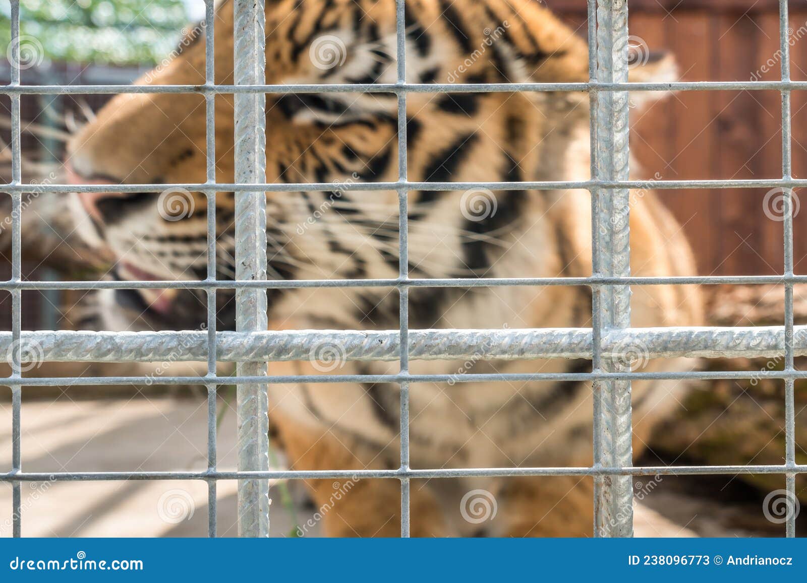 Tiger in a cage in a ZOO stock image. Image of face 238096773