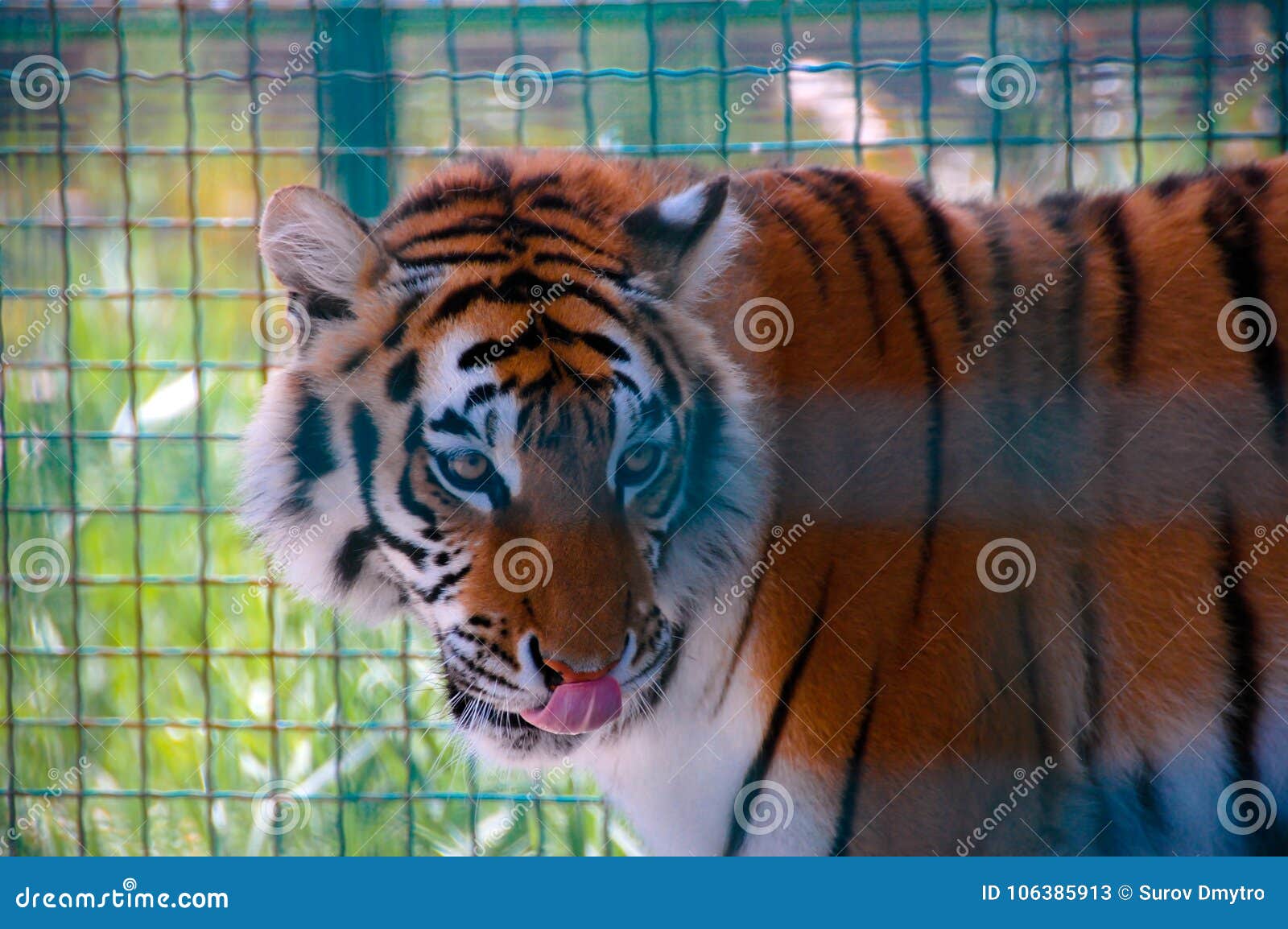 Tiger in a cage in zoo stock image. Image of lynx, hunter 106385913