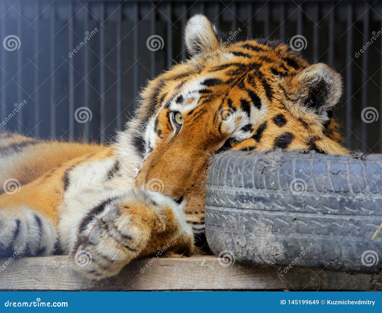 The tiger is in a cage stock image. Image of cage, view 145199649