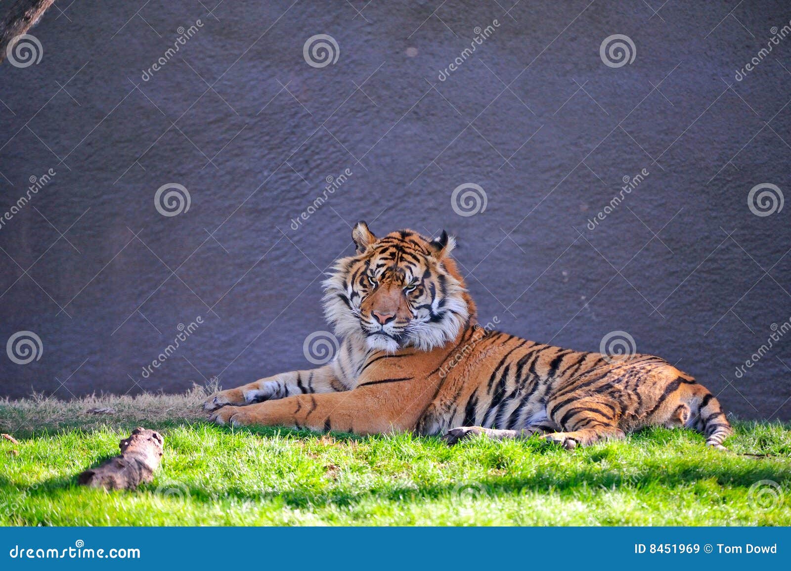 tiger in captivity