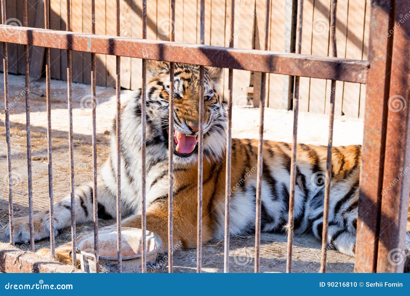 Tiger in Captivity in a Zoo Behind Bars. Power and Aggression in the