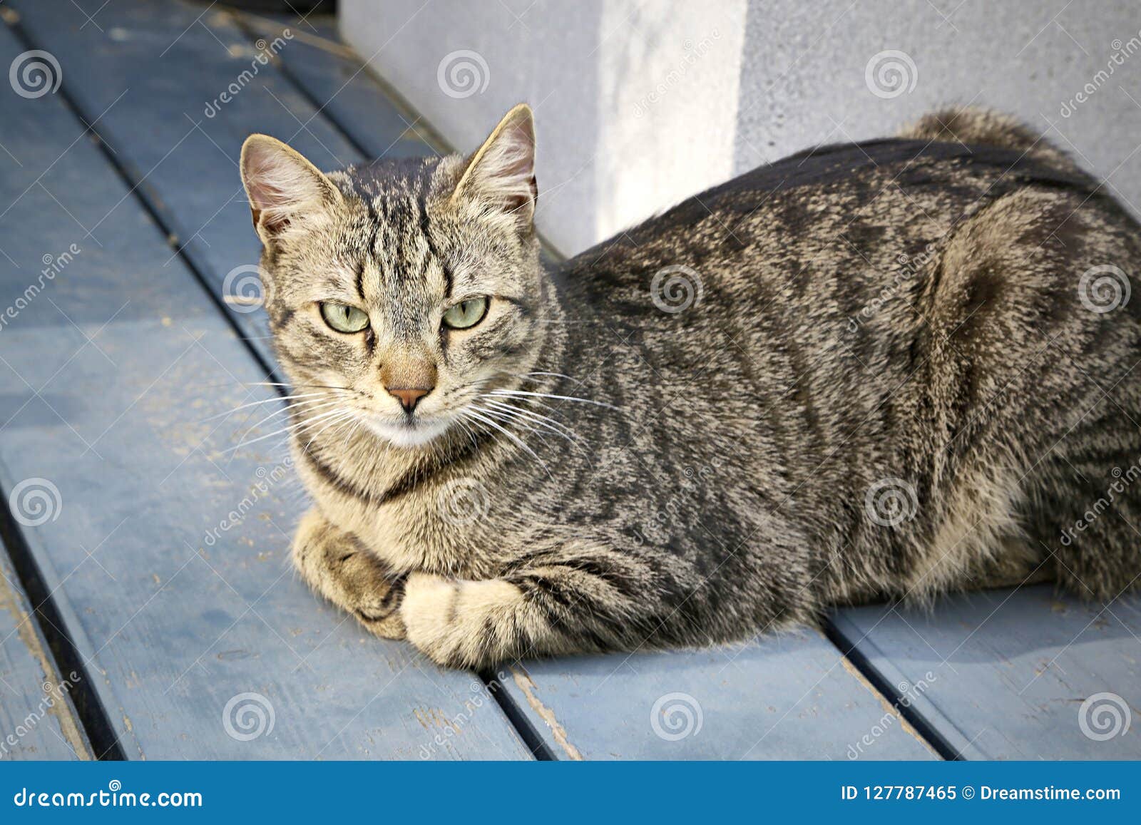 Tiger Cat Kitty Lying Looking Sweet Stock Image - Image of stripes, grey:  127787465