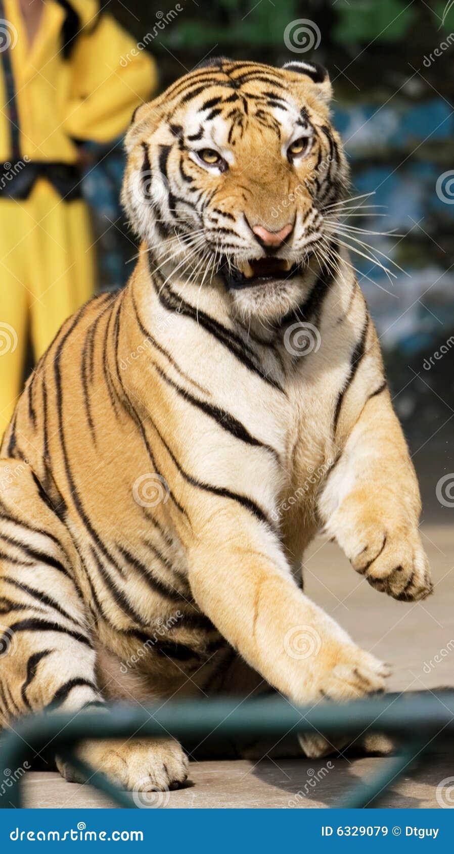 tiger of circus