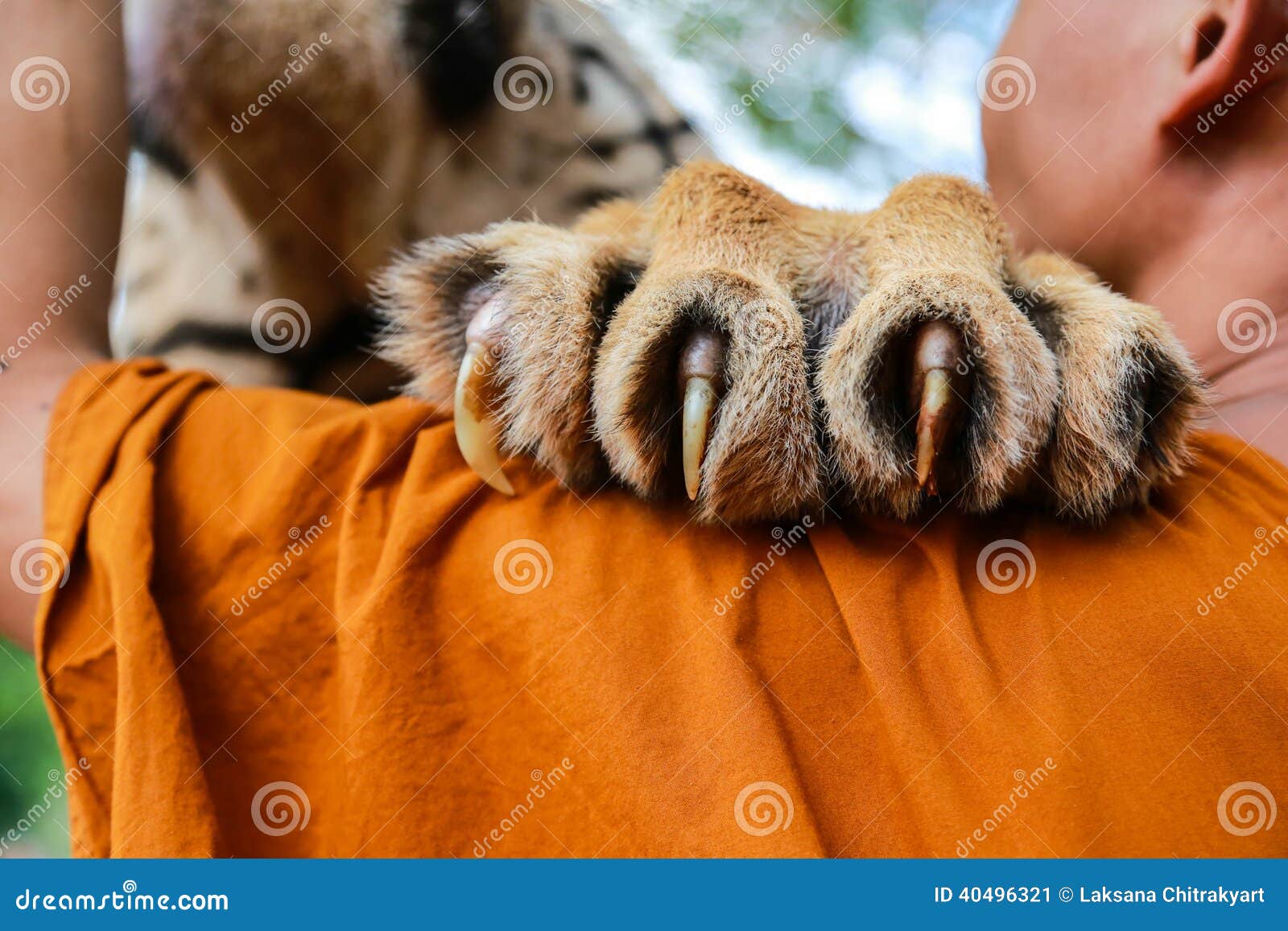 Tiger Claw image stock. Image du main, moine, pied, peau - 40496321