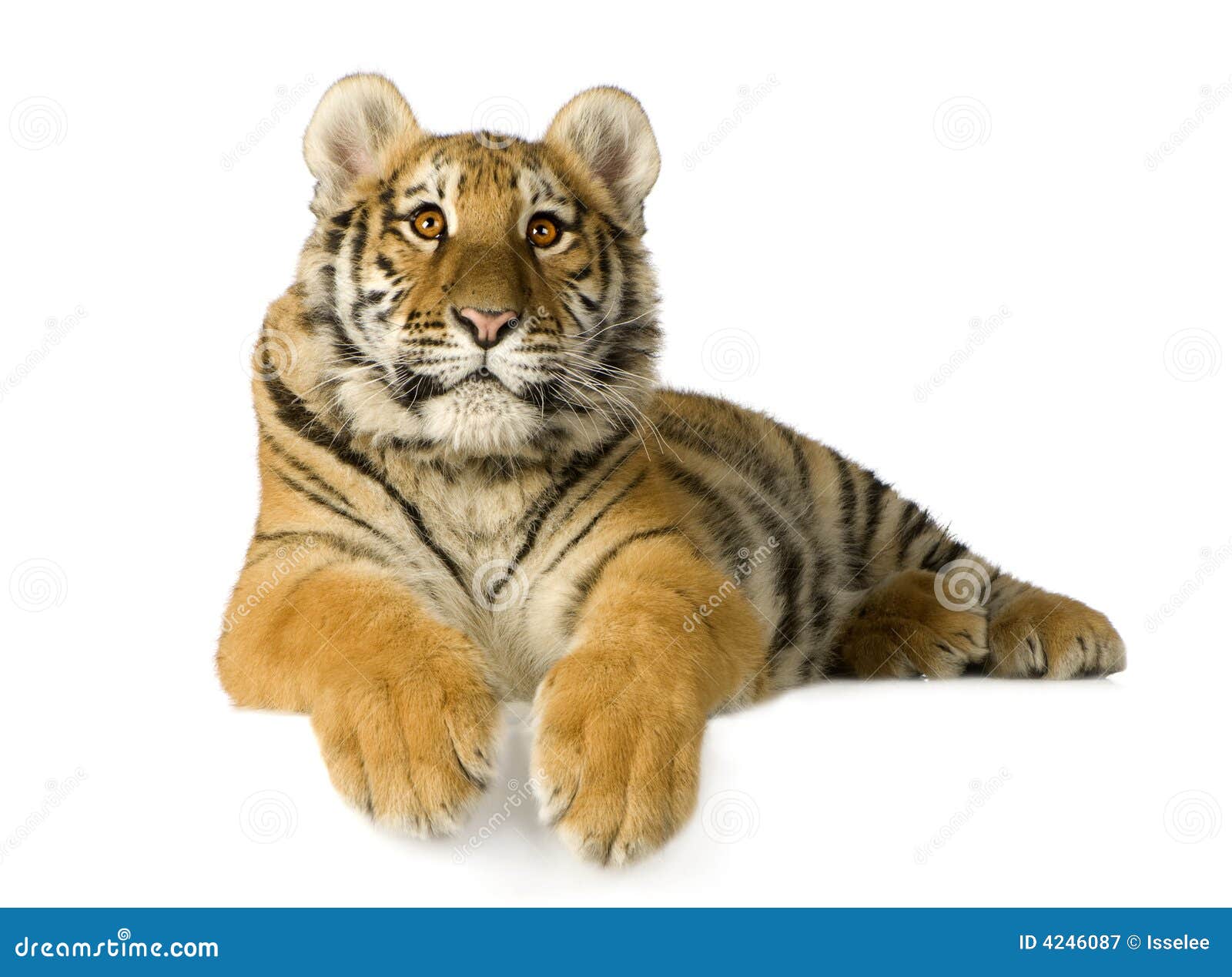 tiger cub (5 months)