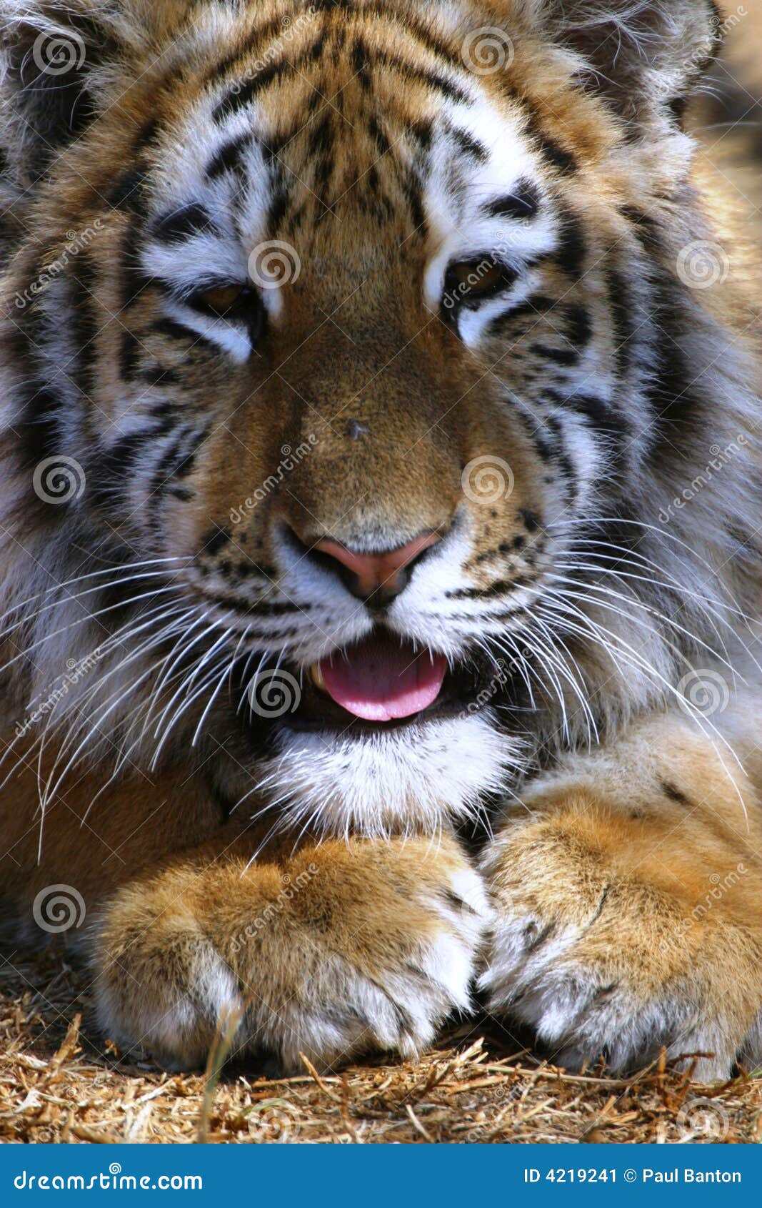 Tiger Tongue RoyaltyFree Stock Photography 38782103