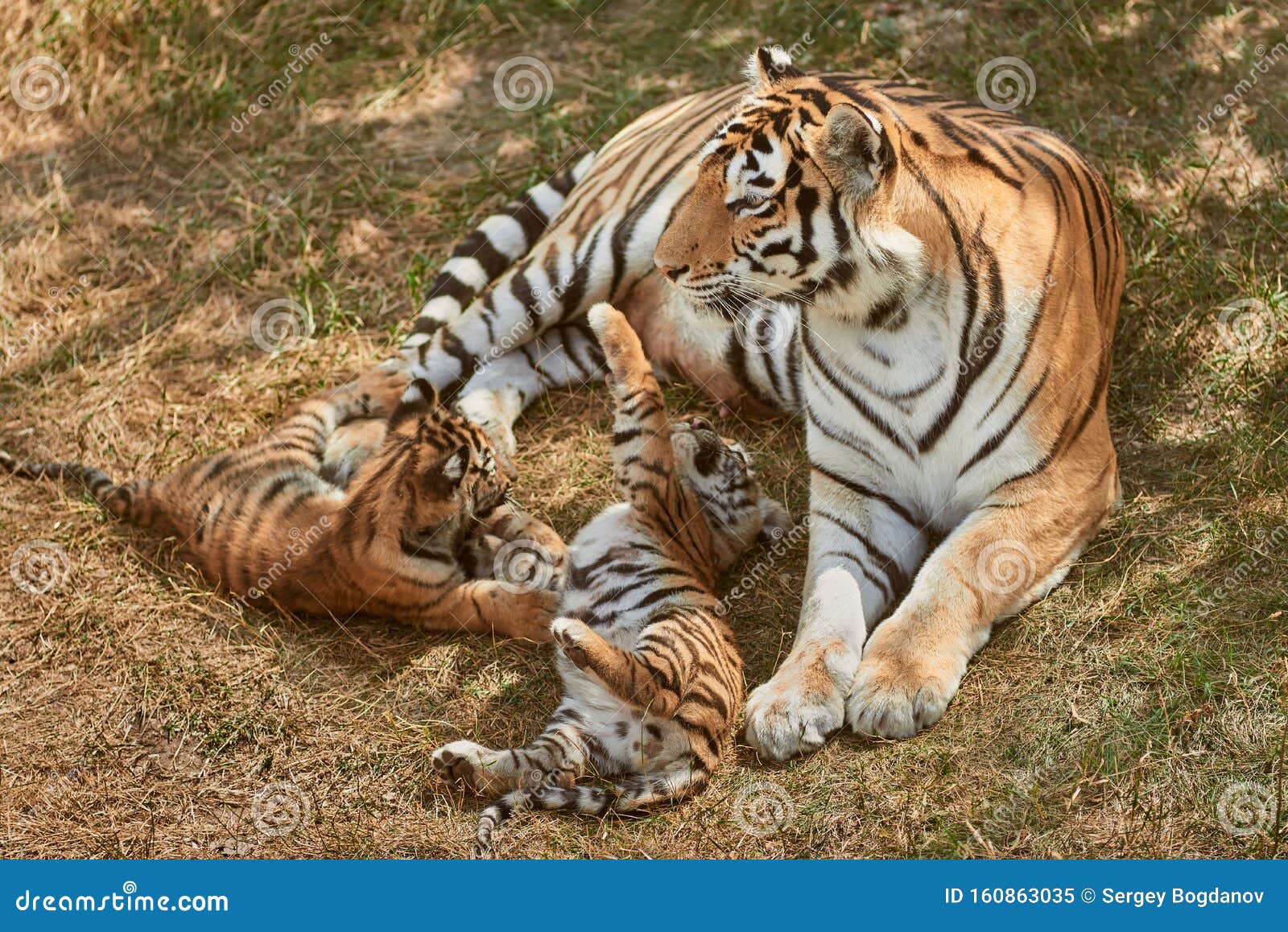 tiger cubs playing with mom