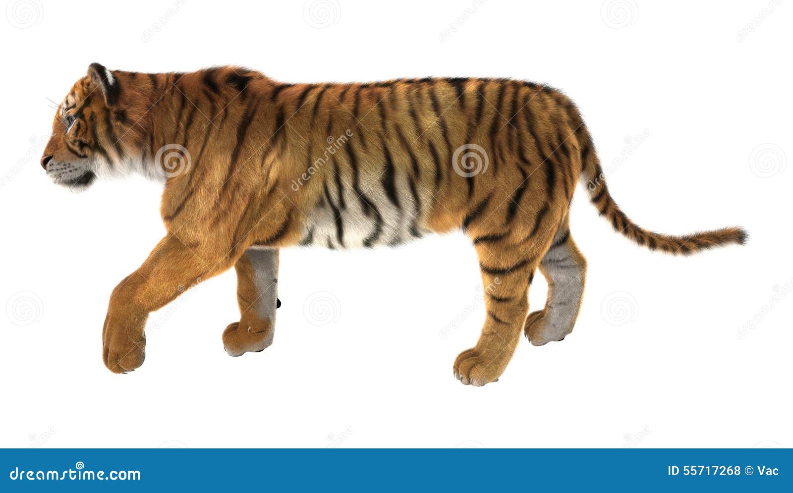 212,647 Tiger Isolated Images, Stock Photos, 3D objects, & Vectors