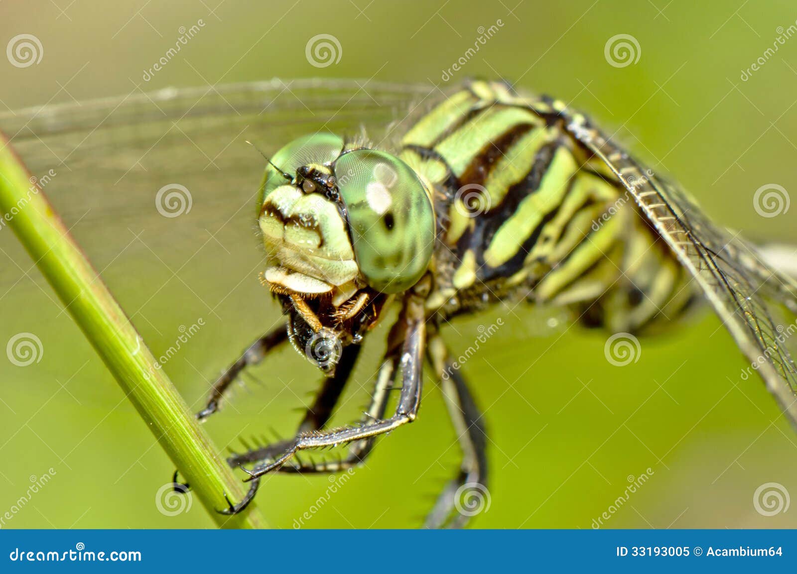 Tiger Dragonfly Chewing Insect Close Up Stock Image - Image of texture ...