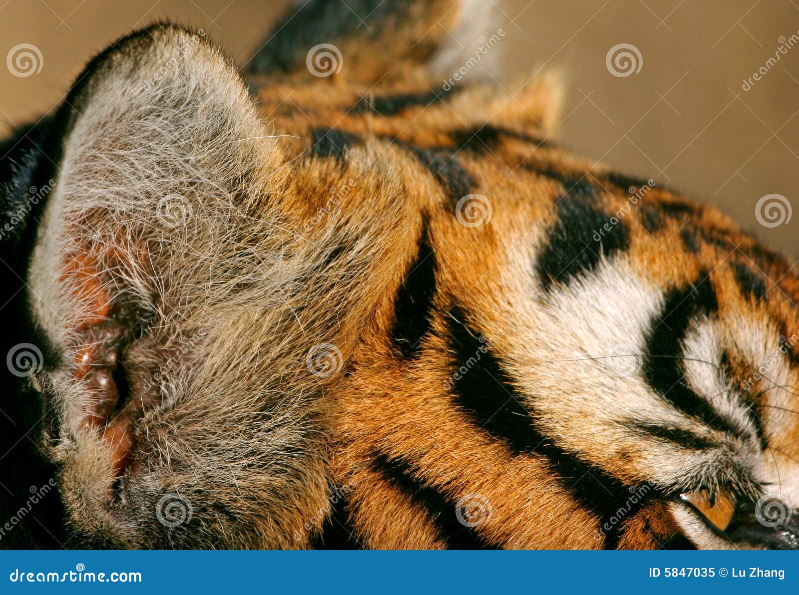 Tiger ear and eye stock image. Image of outdoor, look 5847035