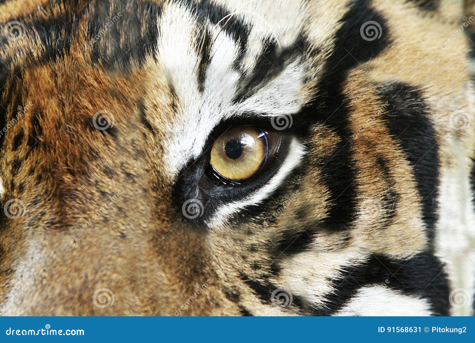 Tiger Eye Imagem De Stock. Imagem De Nave, Endangered - 91568631