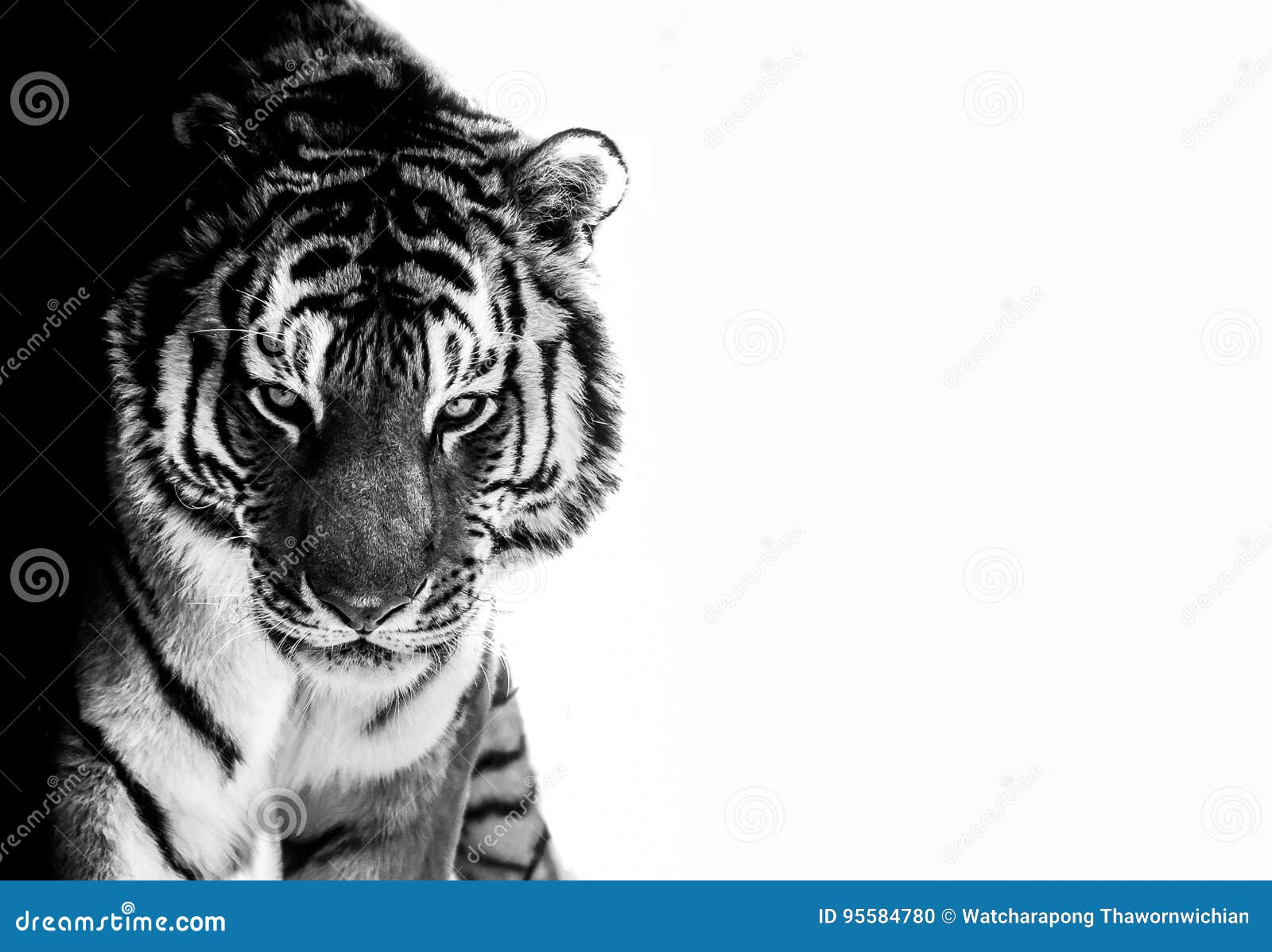 Tiger eyes black and white stock photo. Image of feline 95584780