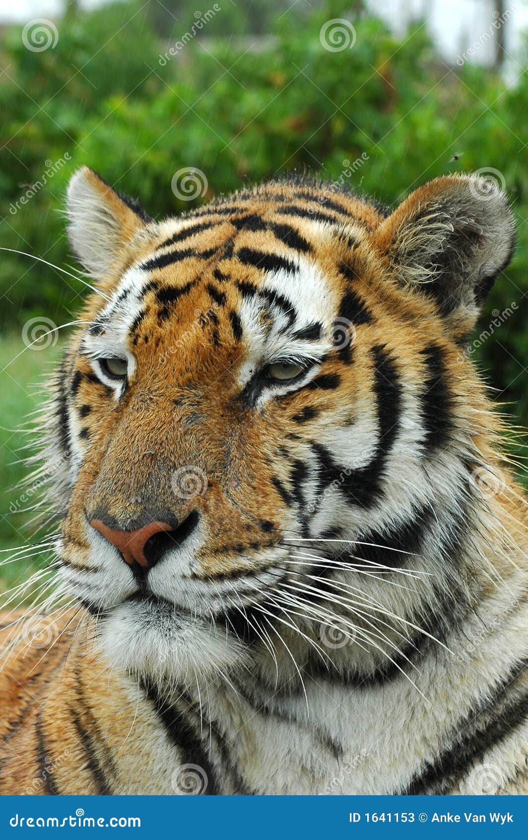 Tiger Face Stock Photos - Image: 1641153