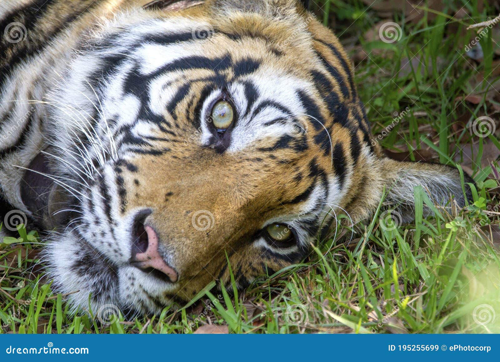 tiger face close up, panthera leo, sanjay dubri tiger reserve