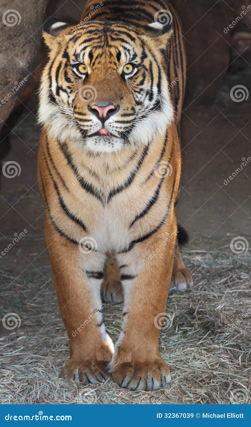 Tiger Face stock image. Image of face, asia, grass, expression - 32367039