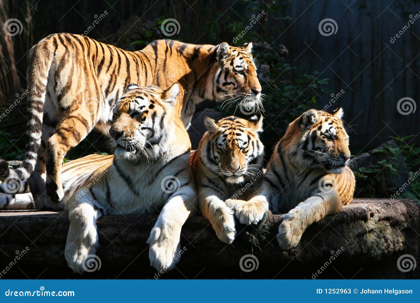 Tiger family stock image. Image of beauty, maneater, nature 1252963