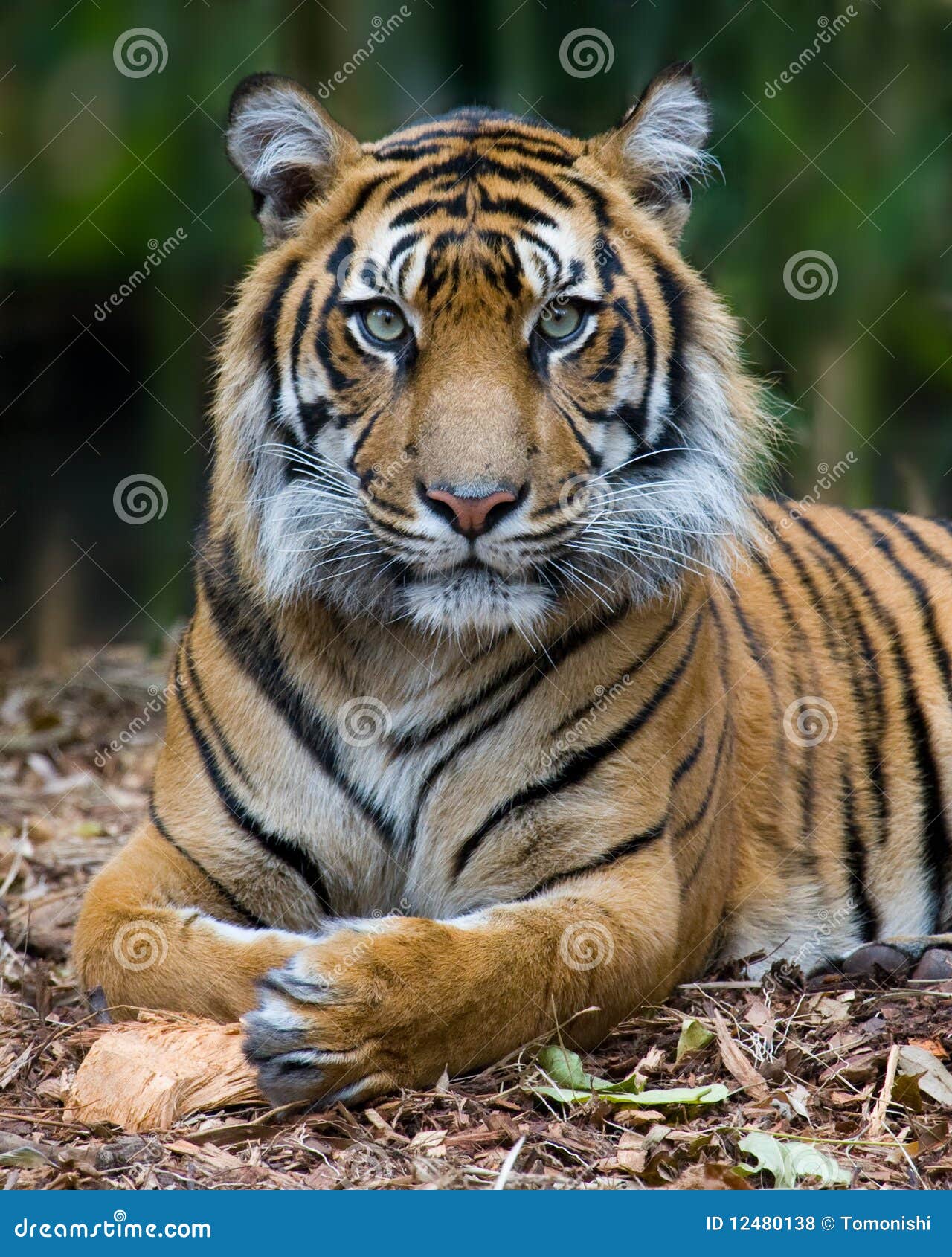 tiger - formal portrait