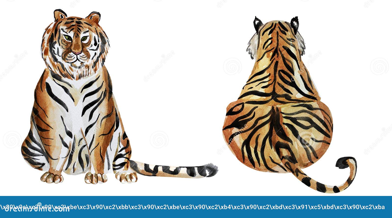 tiger front and back watercolor 