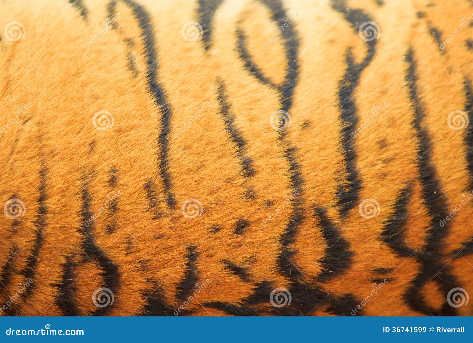 Tiger fur as background stock image. Image of jungle - 36741599