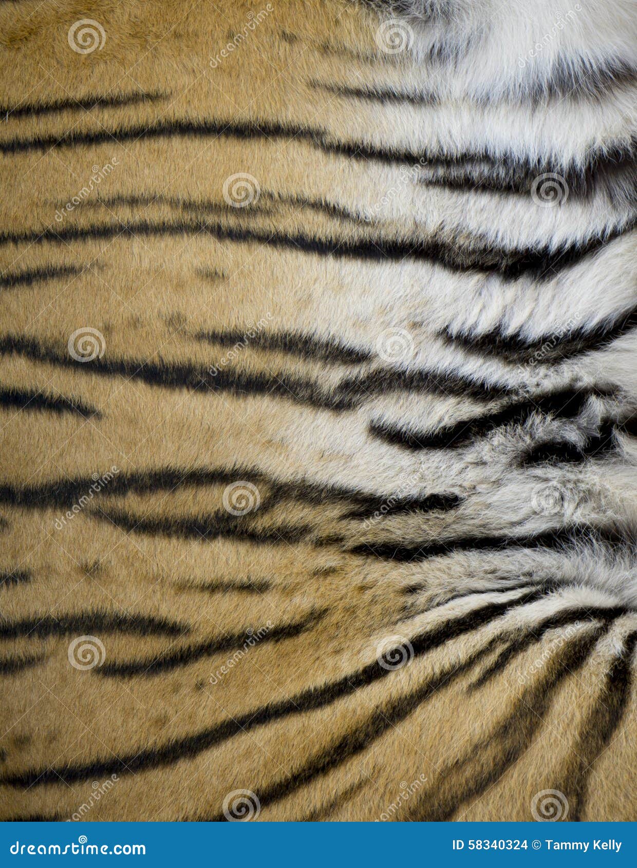 Tiger Fur Von Einem Livetiger Stockfoto Bild von tier, narzisse 58340324